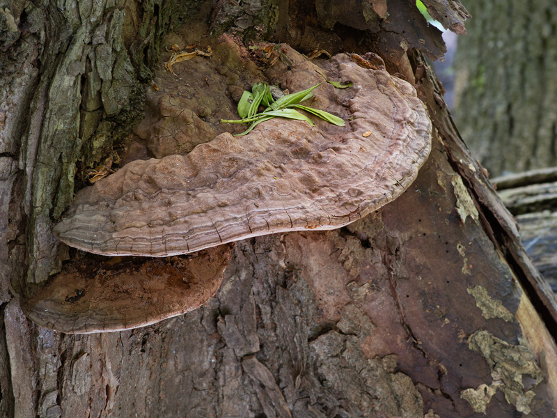 Ganoderma adspersum